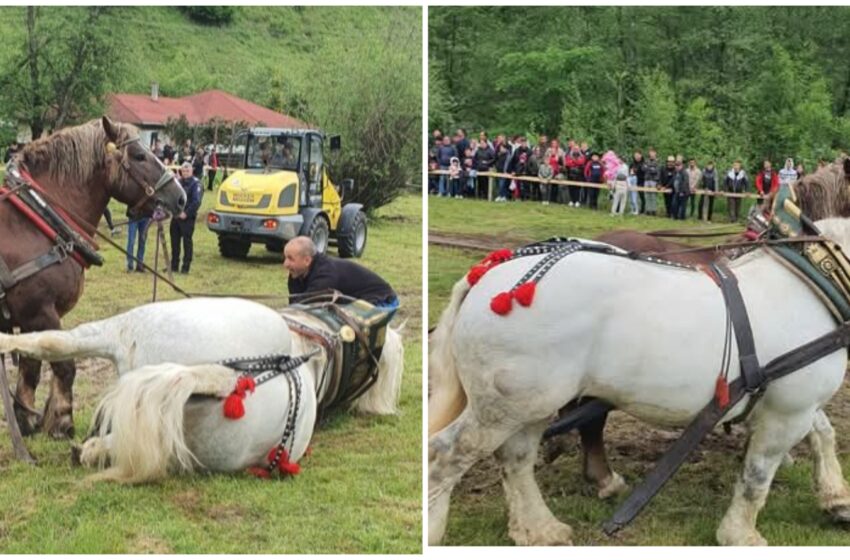 Eveniment tragic la Cormaia: Un cal de tracțiune a murit la capătul unei curse de transportat bușteni uriași. VIDEO