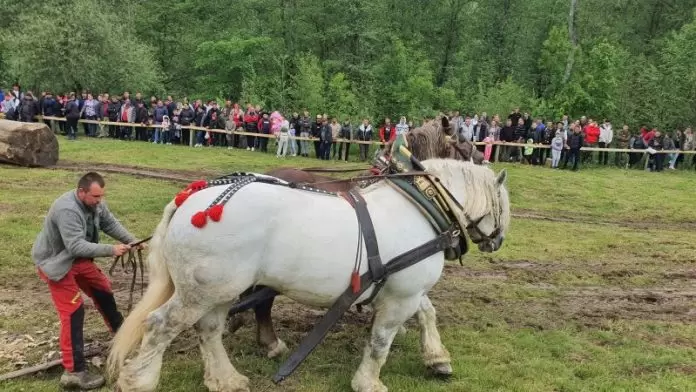  S-a deschis dosar penal în cazul calului care a murit la Cormaia