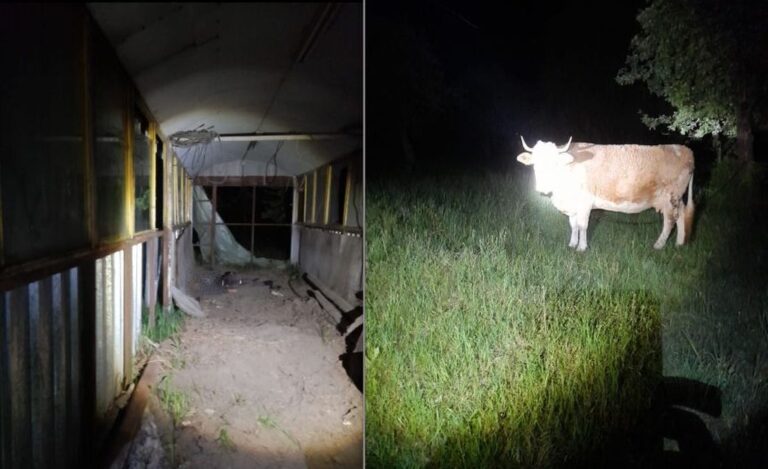  ȘOCANT! Un bărbat a fost omorât, aseară, de o vacă, la Dumitra!