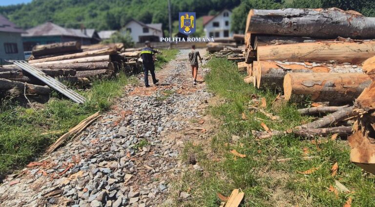  Polițiștii au controlat depozitele și transporturile de material lemnos. FOTO
