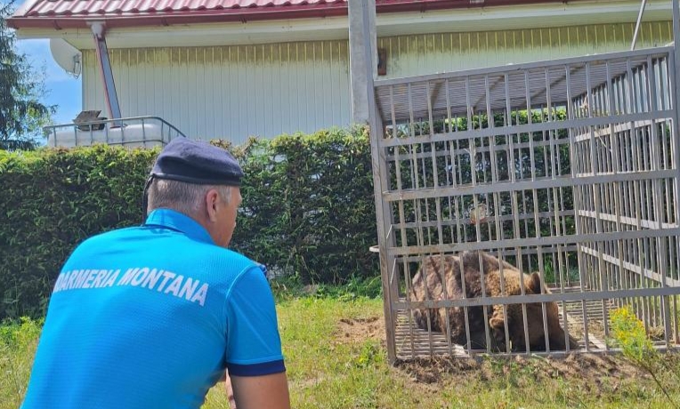  Urs relocat din staţiunea Colibița în zona de creastă a Munților Călimani