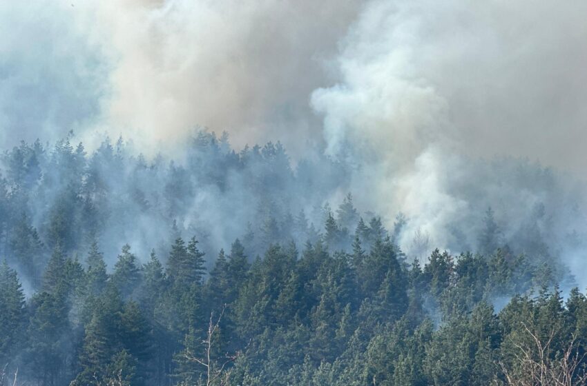  Incendiu în Parcul Național Munții Rodnei, în zona de gol alpin