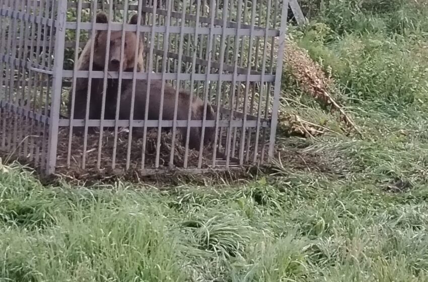  O ursoaică cu doi pui a fost relocată din curtea unei gospodării din localitatea Pietriș. FOTO/VIDEO