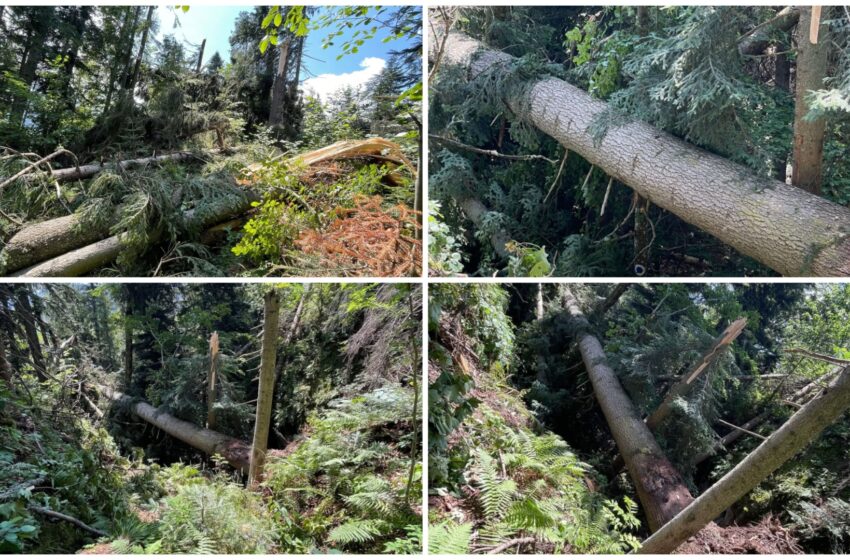  Traseu din Munții Călimani, blocat de arbori doborâți. FOTO