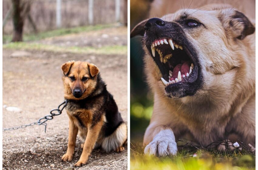  Amenzi usturătoare și chiar închisoare pentru cei care țin câinii în lanț – Proiect de lege