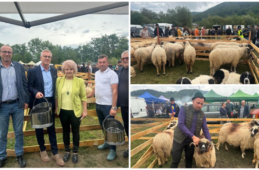  Subrefectul Stelian Dolha, prezent la Expoziția de ovine din cadrul Târgului de vară de la Spermezeu. FOTO