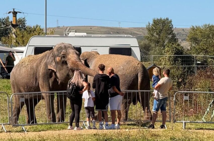  Aventura Zoo Park ajunge la Bistrița!  Întâlnește animalele exotice și hrănește un elefant!