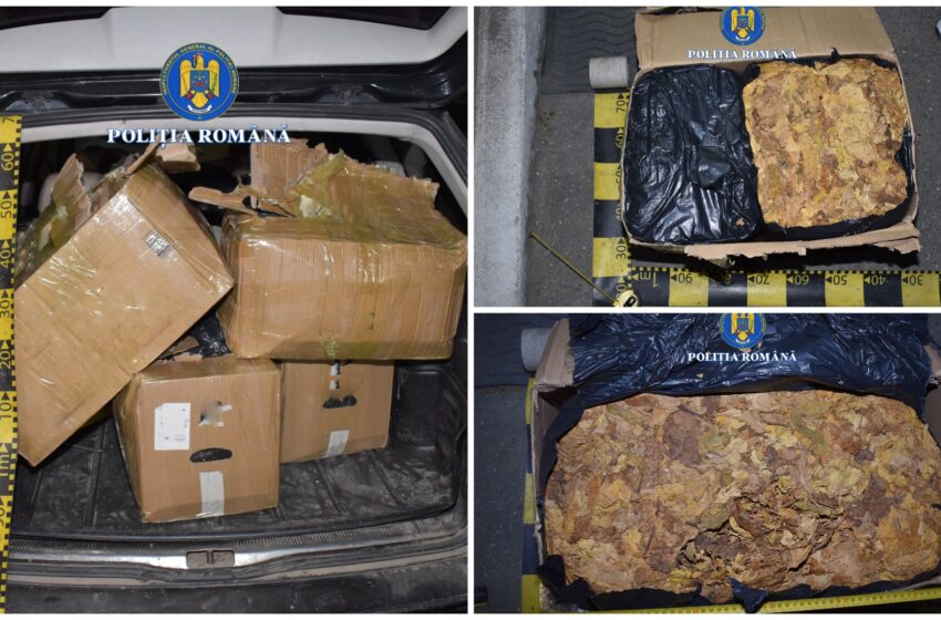  63 de kilograme de tutun confiscate. O femeie a fost reținută de polițiști. FOTO