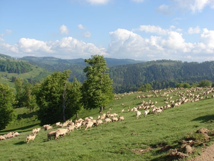  Sfântul Dumitru, ziua când se încheie anul pastoral și oile coboară la iernat