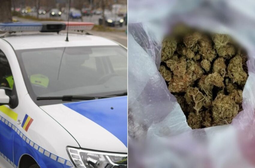  Jandarmii bistrițeni au prins doi tineri cu cannabis în plină stradă!