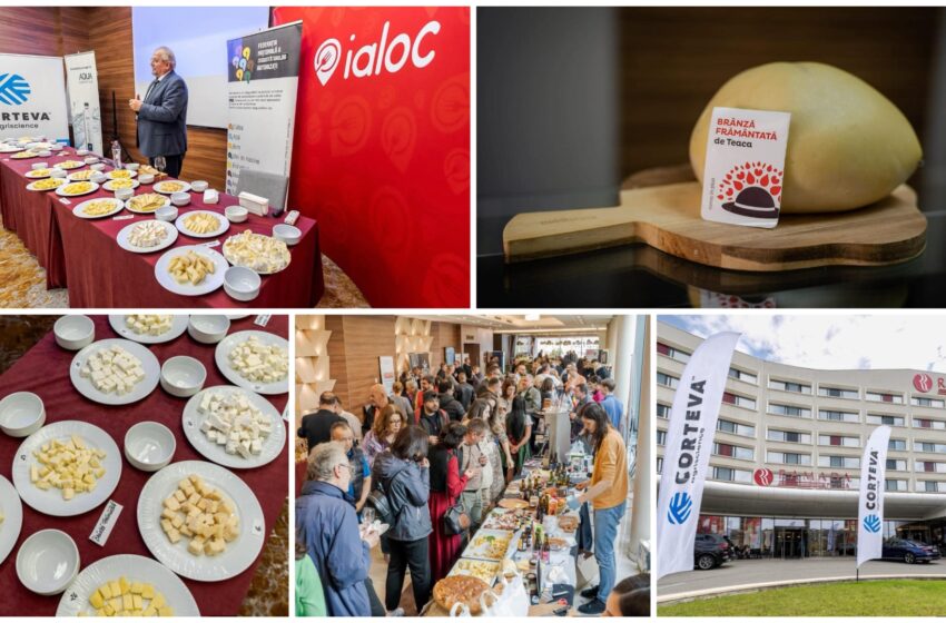  Brânza frământată de Teaca – Tradiția din inima Transilvaniei, recunoscută la nivel național! FOTO