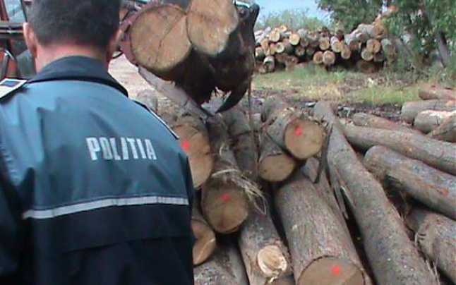  Controale silvice pe Valea Someșului și Valea Ilvelor: lemn confiscat de peste 30.000 de lei