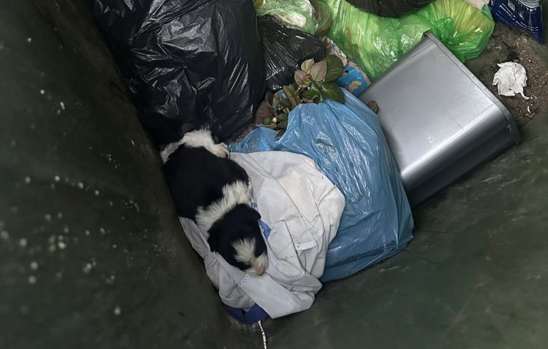  Groază în tomberon: Trei cățeluși găsiți aruncați pe o stradă din Bistrița! FOTO