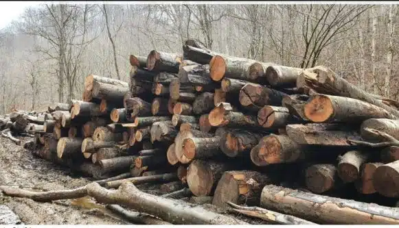  Lupta împotriva tăierilor ilegale: aproape 100 mc de lemn, indisponibilizați