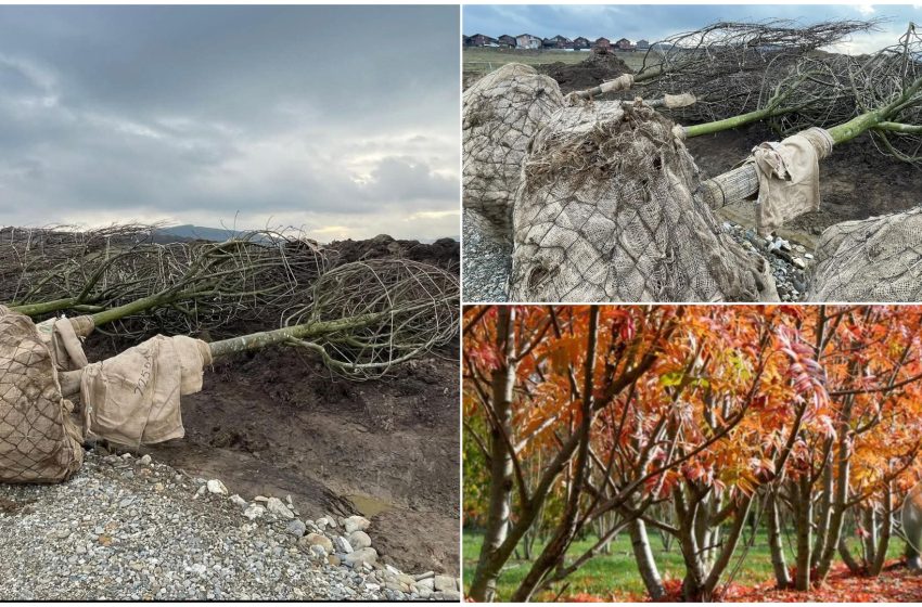  Primii 100 de arbori pentru noul Parc Botanic din Beclean. FOTO