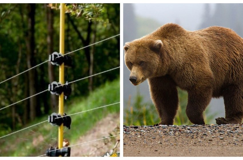  Barieră sigură între om și sălbăticie: gardurile electrice, soluția împotriva atacurilor de urs