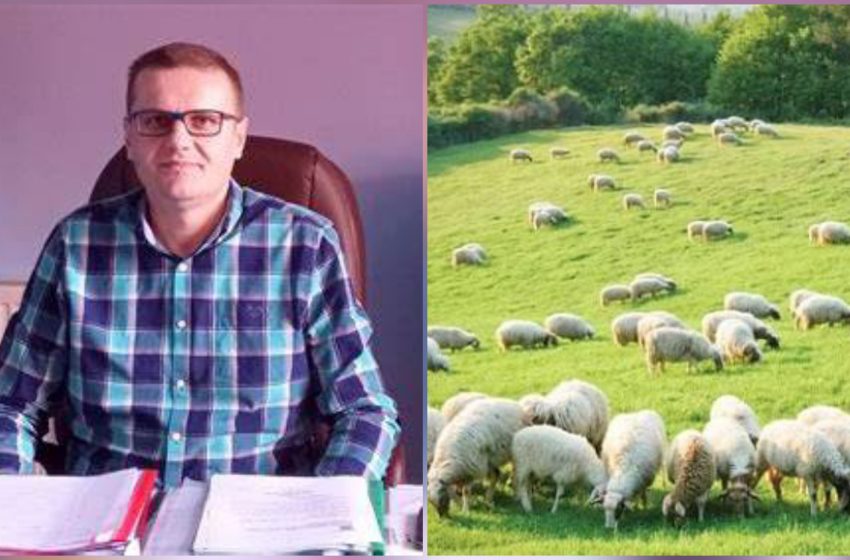  Ședință importantă pentru fermierii din Măgura Ilvei: organizarea pășunatului, în discuție la Primărie