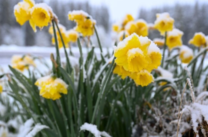  De la primăvară la iarnă în câteva zile: schimbări bruște de temperatură în județ