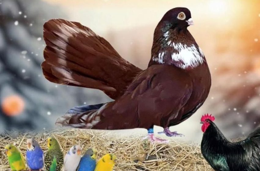  Paradă de aripi la Bistrița! Expoziție spectaculoasă de porumbei și păsări exotice, în acest weekend