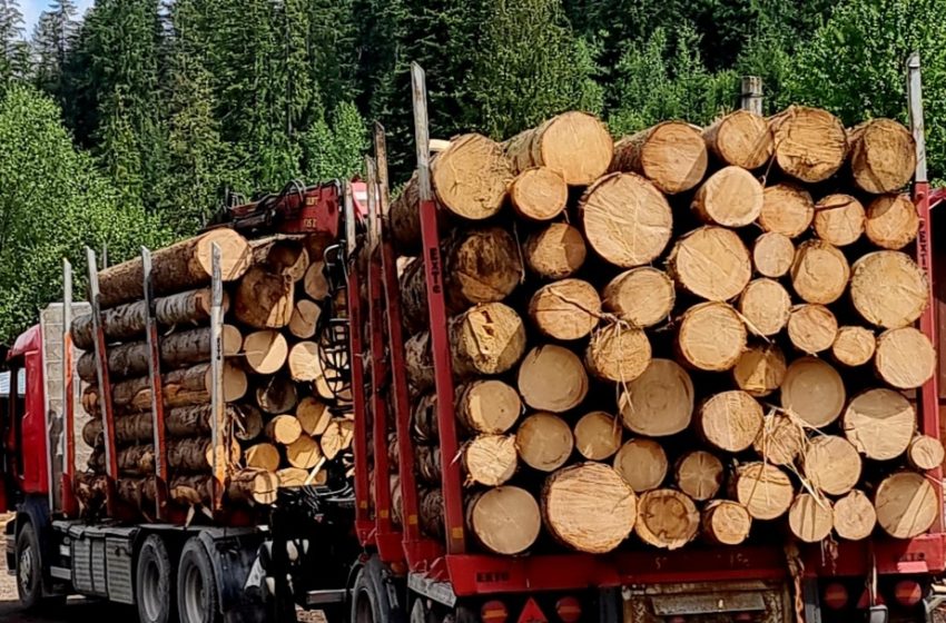  Administrator de firmă din Romuli, reținut după ce ar fi falsificat un aviz în sistemul SUMAL pentru a simula un transport de lemne