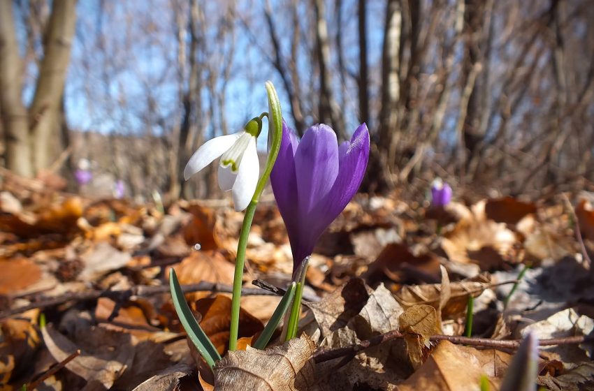  Primăvară cu pași mărunți în Transilvania: până la 14 grade, dar cu nopți geroase și posibile răciri după 10 martie