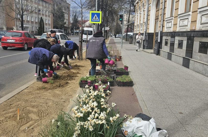  Bistrița înverzește pas cu pas: lucrări ample în toate cartierele orașului. FOTO