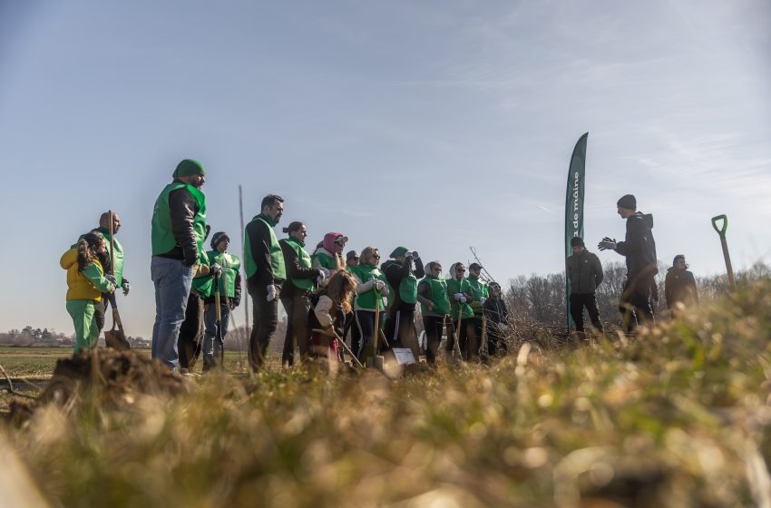  Peste 20.500 de puieți vor fi plantați la Bistrița în cadrul campaniei „Luna Pădurii”