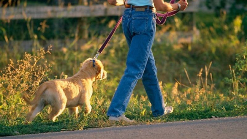  Amenzi de până la 5.000 de lei pentru plimbarea câinilor pe spațiile verzi din Bistrița