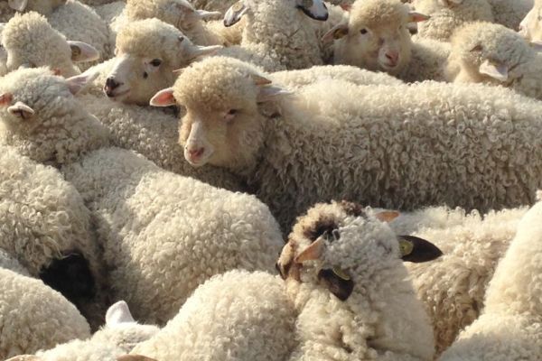  Prețul mieilor atinge 26 lei pe kilogram din cauza tensiunilor din Orientul Mijlociu