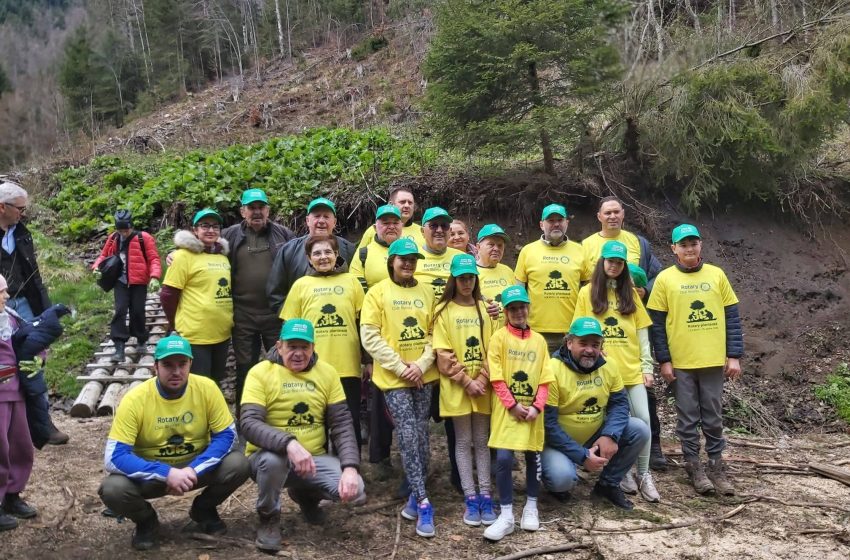  Rotary Bistrița continuă tradiția: 1200 de puieți plantați pentru viitorul comunității. FOTO