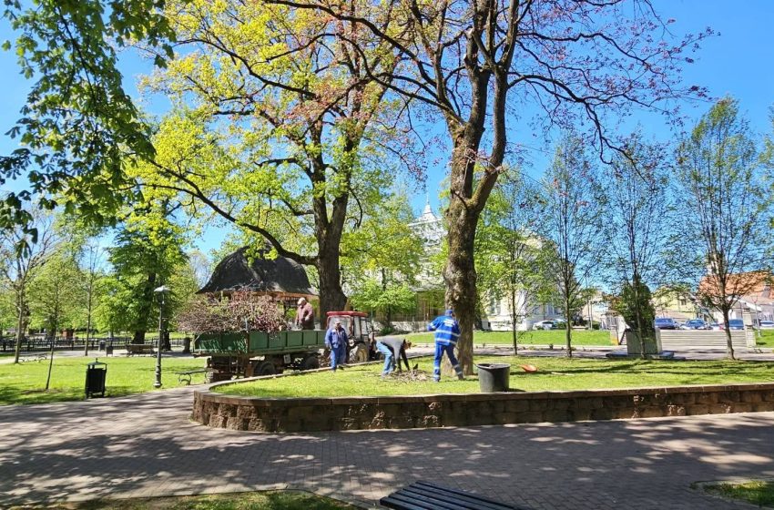  Lucrări susținute ale Spațiilor Verzi în Bistrița: intervenții în parcuri și activitate intensă în sere. FOTO