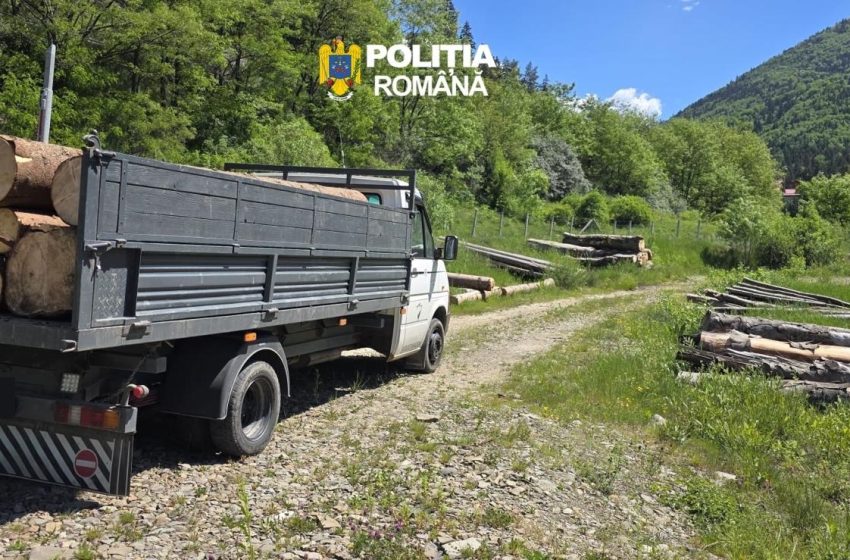  Amplă acțiune împotriva tăierilor ilegale: peste 34 de metri cubi de lemn și o autoutilitară confiscate în Bistrița-Năsăud