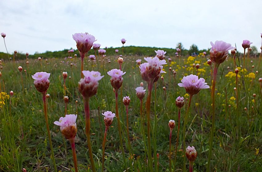  Spectacol rar al naturii la Blăjenii de Jos: „Floarea sării” a acoperit pajiștea în nuanțe de roz-violet
