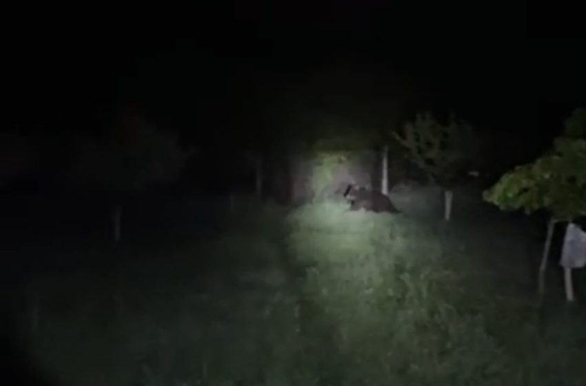  Patru intervenții ale jandarmilor bistrițeni în 24 de ore, în urma semnalărilor de urs. FOTO