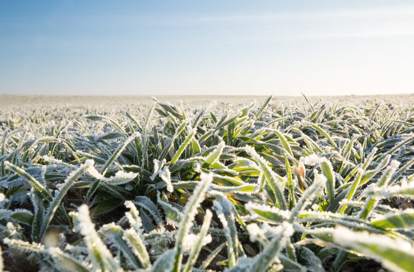  Îngheț în prima zi de Mai: temperaturi de iarnă în Bistrița-Năsăud, cu -6,2°C în zonele montane