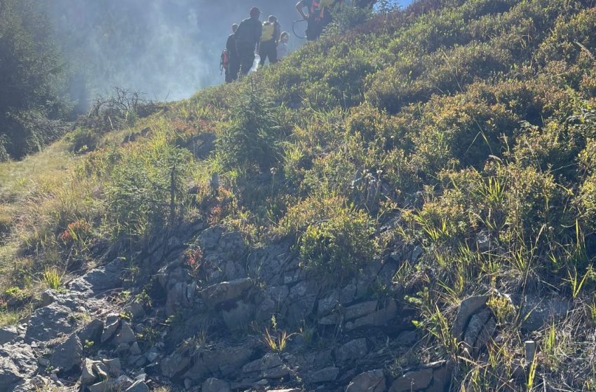  Au ars 4 hectare de pădure la Telciu