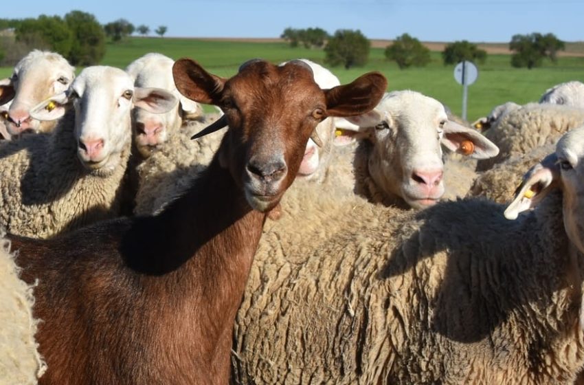 Alertă sanitar-veterinară în Bistrița-Năsăud: Restricții dure pentru crescătorii de oi și capre după apariția focarelor de variolă din Mureș