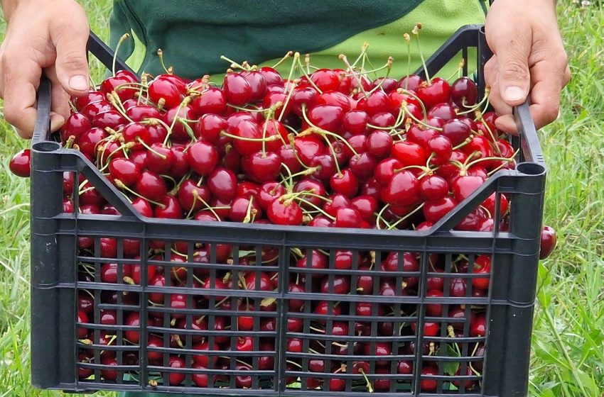  Cireșe proaspete direct de la producător, disponibile la Stațiunea Pomicolă Bistrița