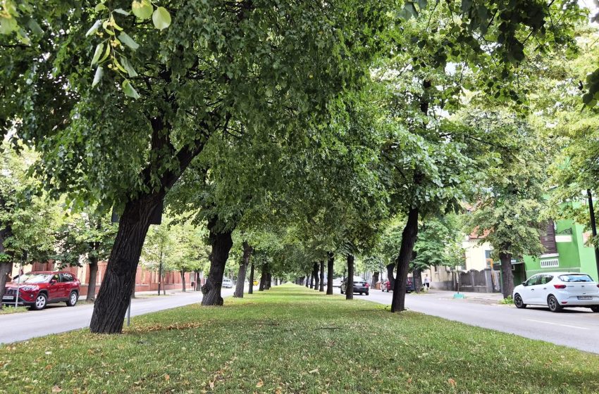  Ce lucrări execută Primăria Bistrița în această săptămână. Reparații de străzi, întreținerea spațiilor verzi și acțiuni de dezinsecție
