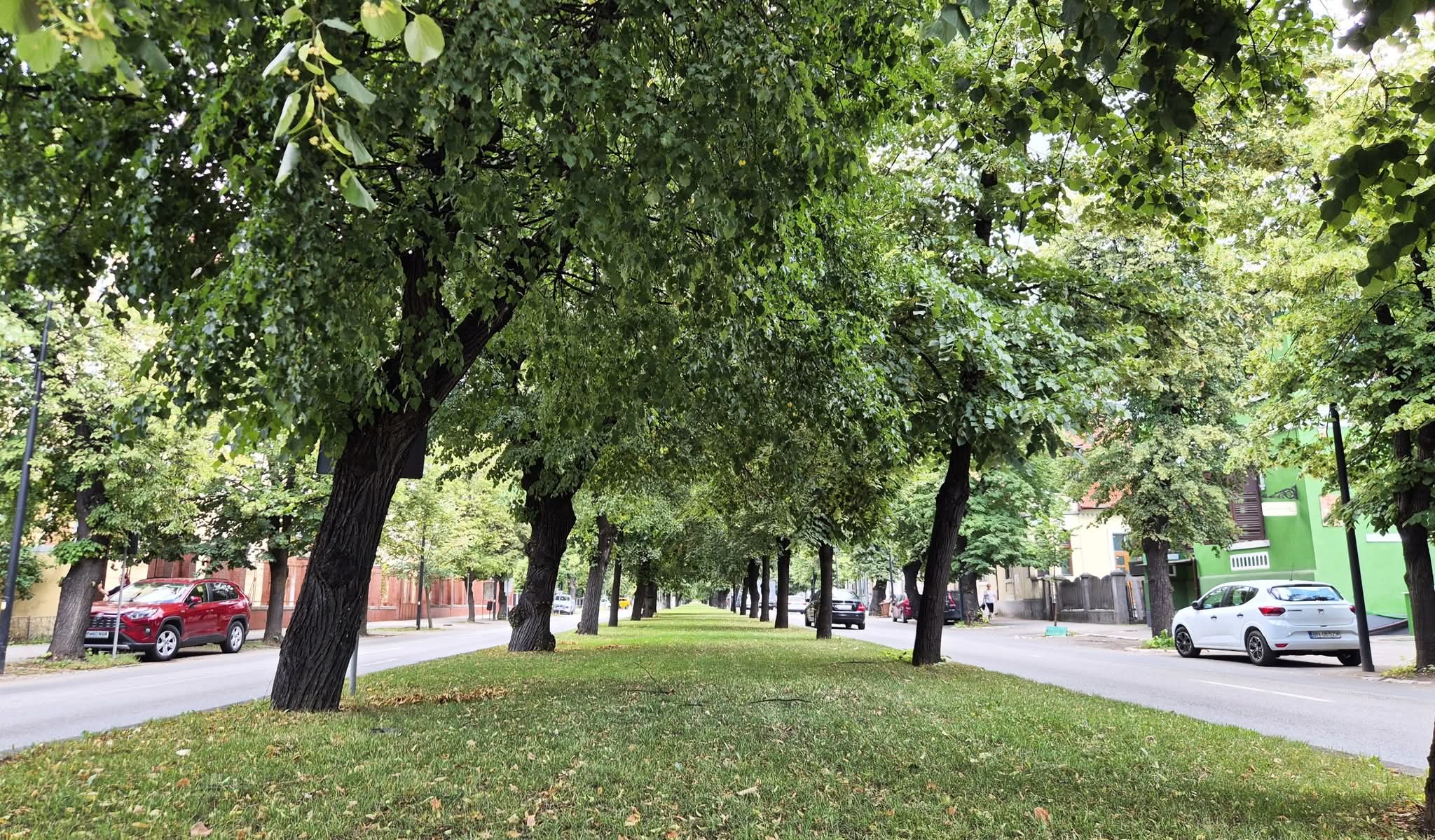  Ce lucrări execută Primăria Bistrița în această săptămână. Reparații de străzi, întreținerea spațiilor verzi și acțiuni de dezinsecție