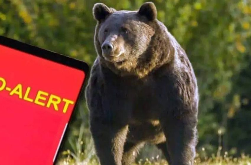  RO-Alert după apariția unui urs într-o gospodărie din Teaca