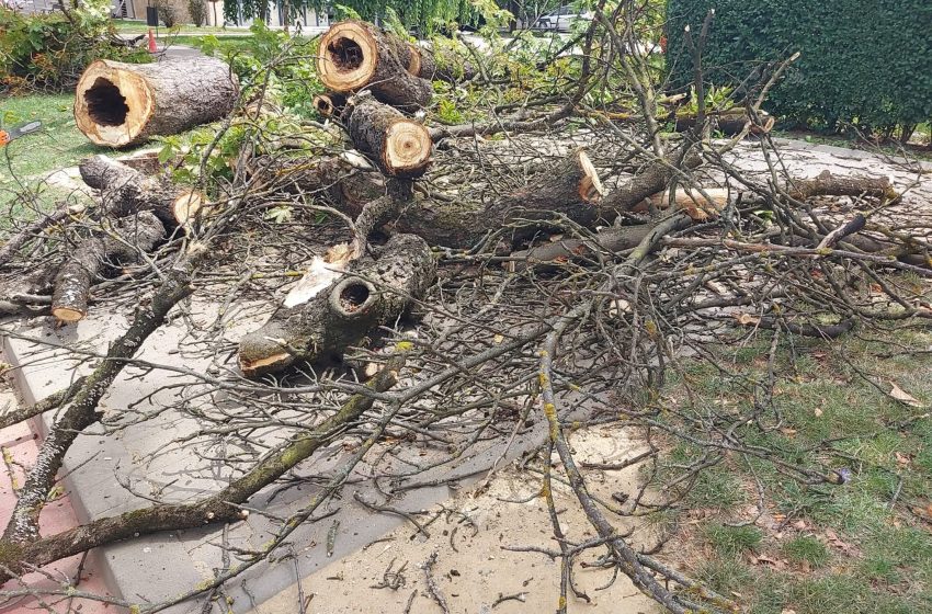  Gabriel Lazany: Arborii cu risc pentru populație vor fi îndepărtați. Evaluările continuă în tot municipiul. FOTO
