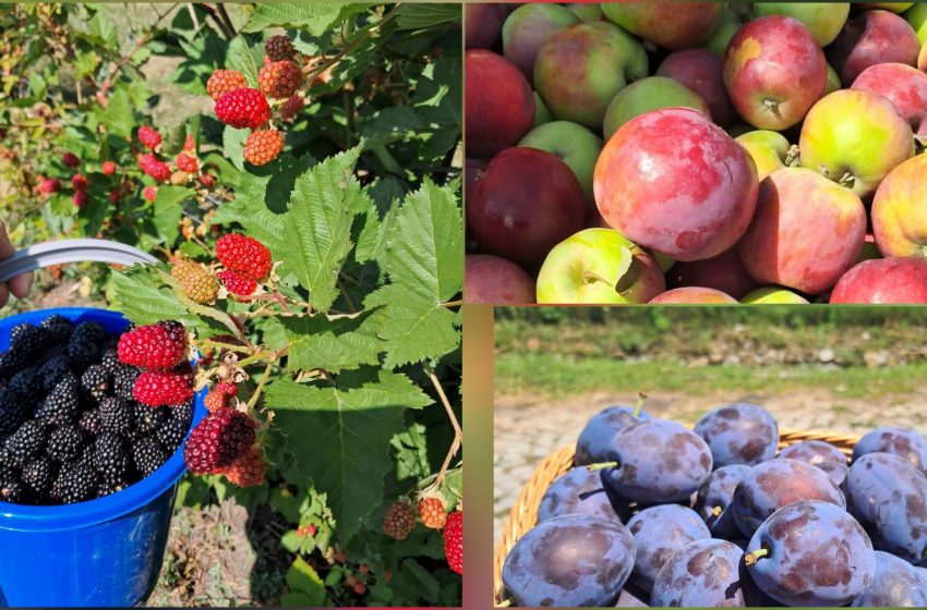  Au apărut primele fructe de sezon la Stațiunea Pomicolă Bistrița! Prune, mere și mure, direct din livadă