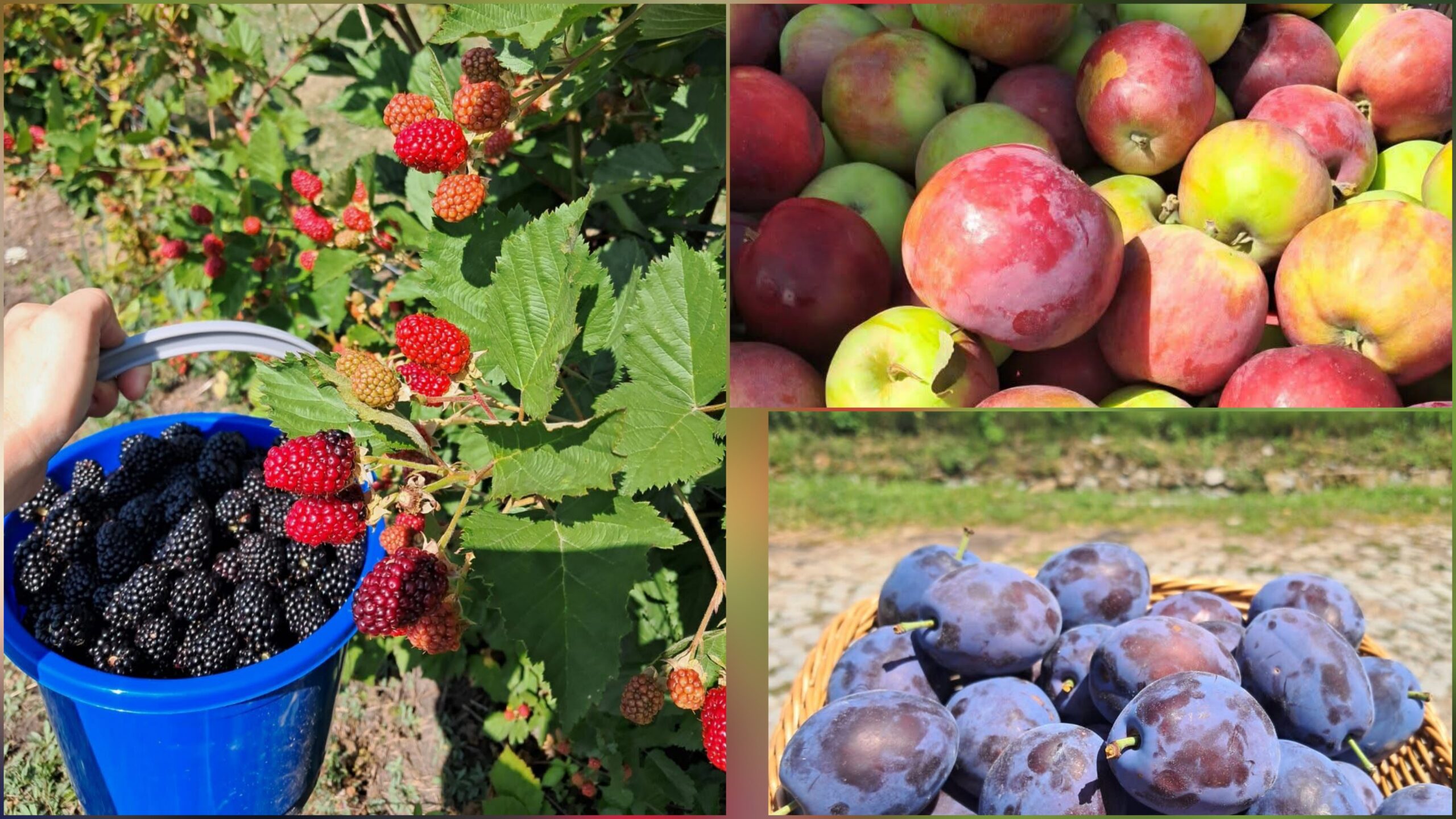  Au apărut primele fructe de sezon la Stațiunea Pomicolă Bistrița! Prune, mere și mure, direct din livadă