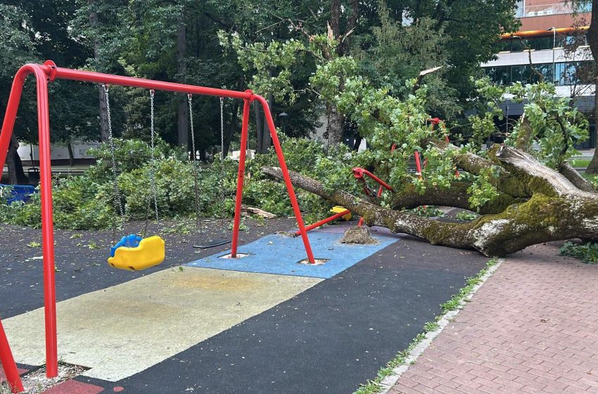  Bistrița: Arbore prăbușit peste un loculde joacă din Parcul Municipal. Primarul Gabriel Lazany: Siguranța oamenilor este mai importantă decât controversele