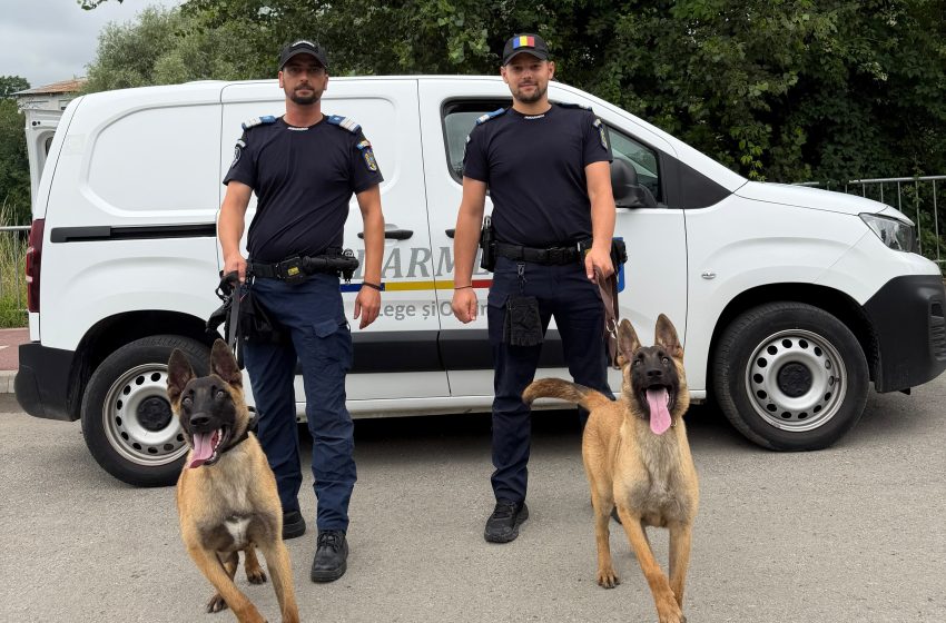  Doi viitori câini de serviciu se pregătesc să intre în echipa Jandarmeriei Bistrița-Năsăud