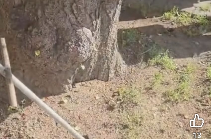  Bistrița introduce o soluție în premieră în România pentru îngrijirea arborilor din oraș. VIDEO
