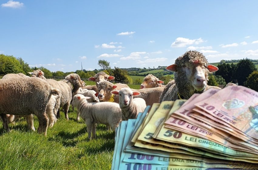  Subvenții în pericol: Peste 4.500 de hectare din Bistrița-Năsăud, tăiate de APIA de la plata pe 2026