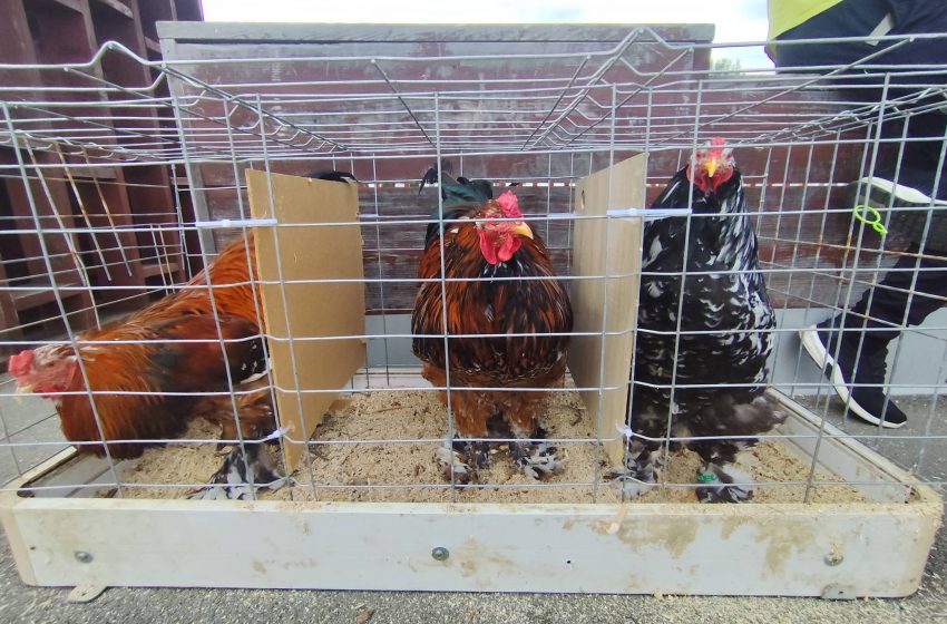  Târg duminical la Lechința: păsări și animale mici de rasă, expuse și oferite spre vânzare. FOTO