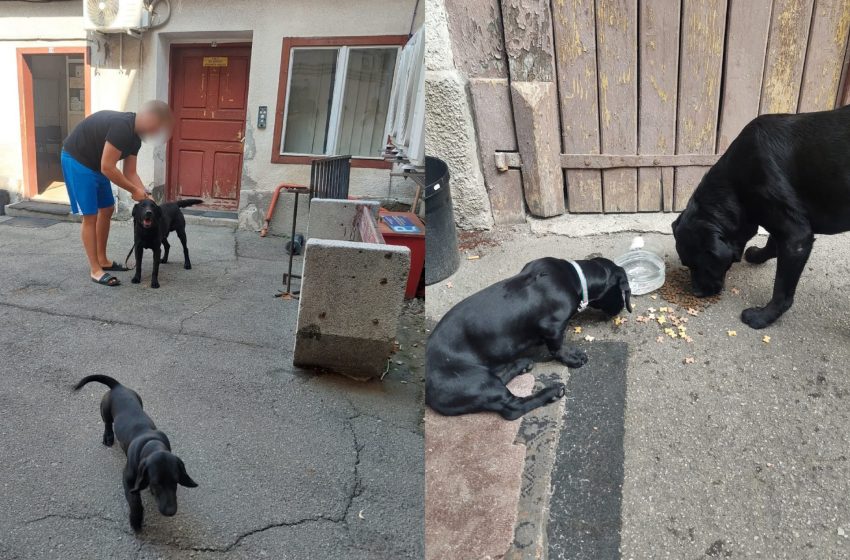  Doi căței pierduți, găsiți și returnați proprietarilor la Bistrița. FOTO
